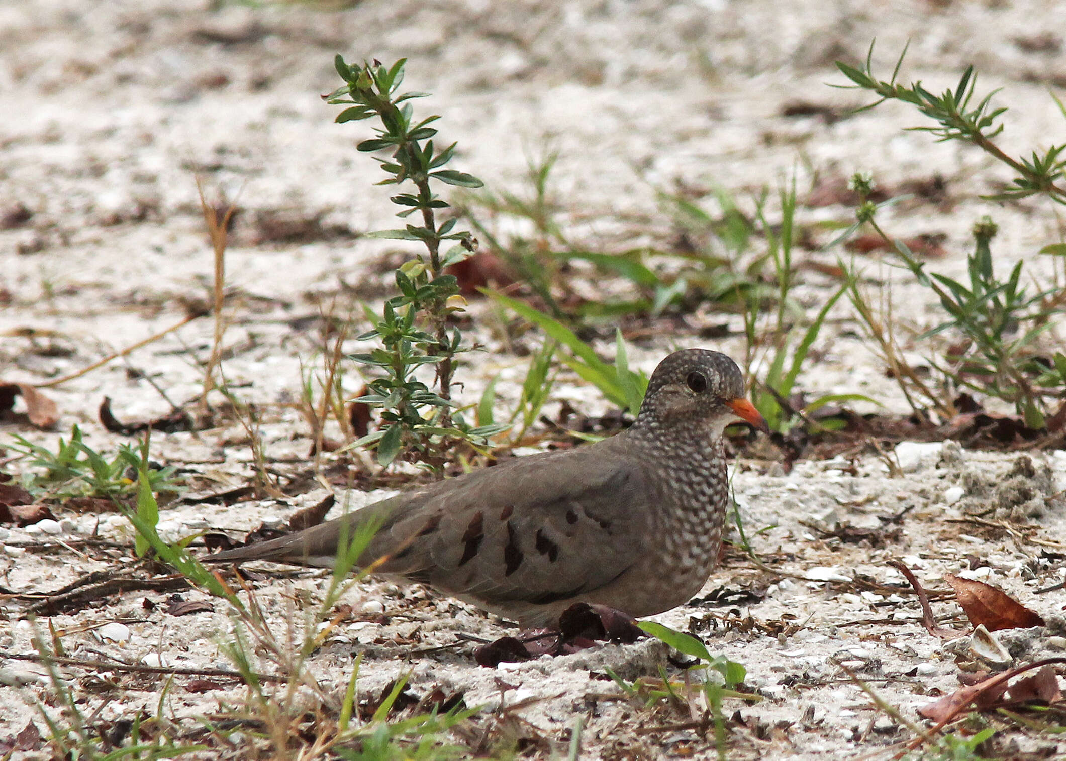 صورة Columbina passerina (Linnaeus 1758)