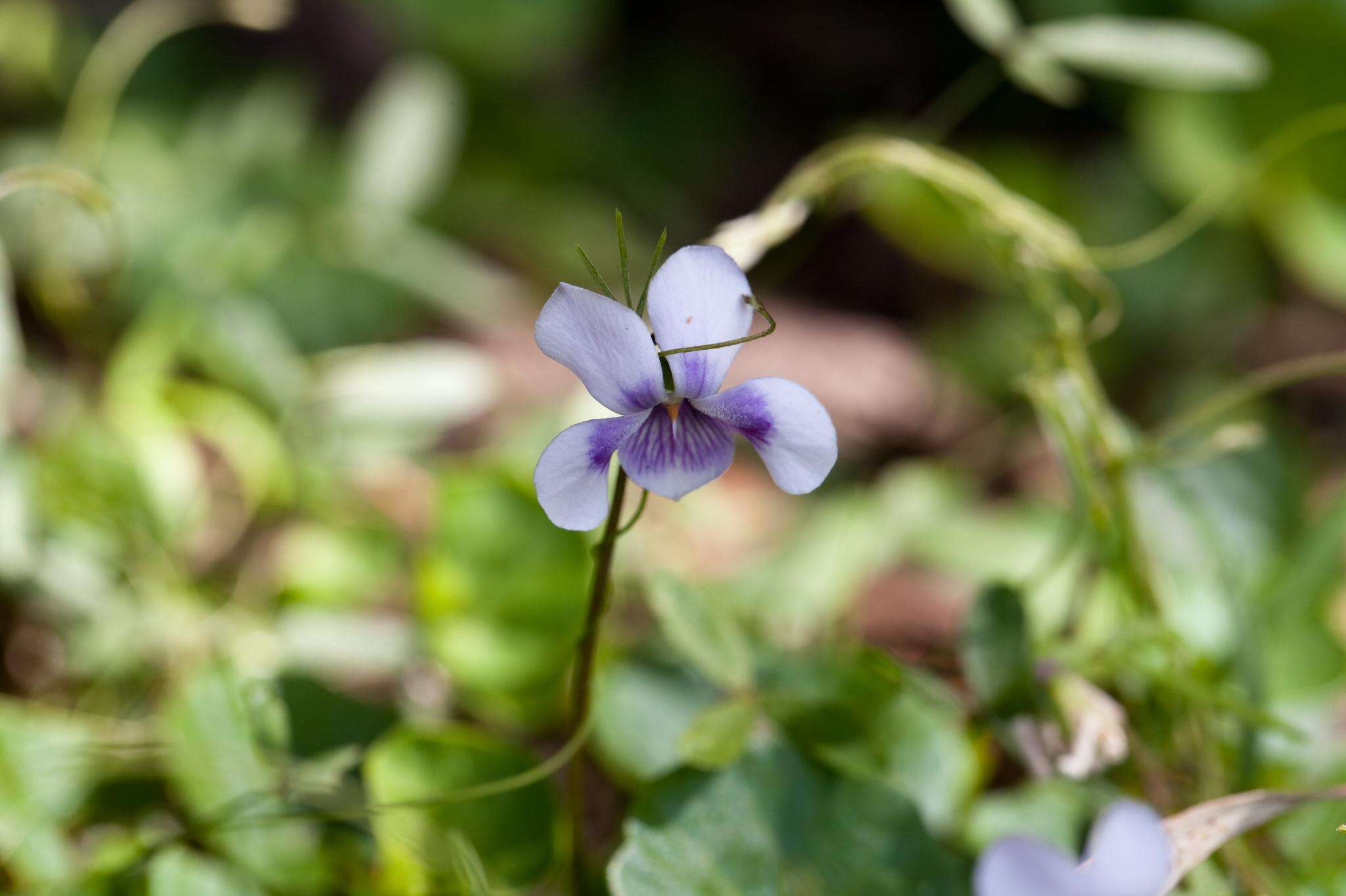 Image of Viola banksii K. R. Thiele & Prober