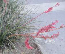 Image de Hesperaloe parviflora (Torr.) J. M. Coult.