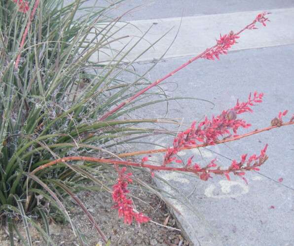 Image de Hesperaloe parviflora (Torr.) J. M. Coult.