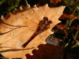 Sympetrum vicinum (Hagen 1861) resmi