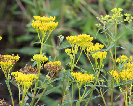 Image of narrowleaf yellowtops