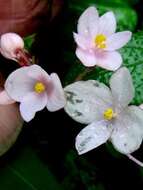 Слика од Begonia crenata Dryand.