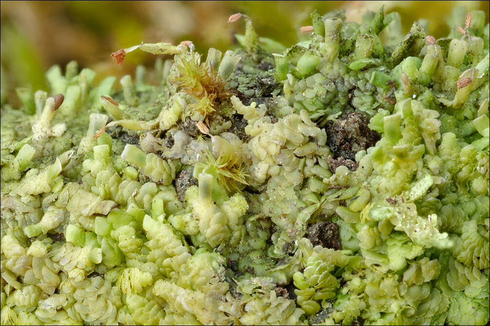 Image of Even Scalewort