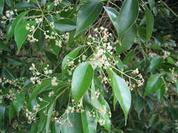 Image of Camphor laurel