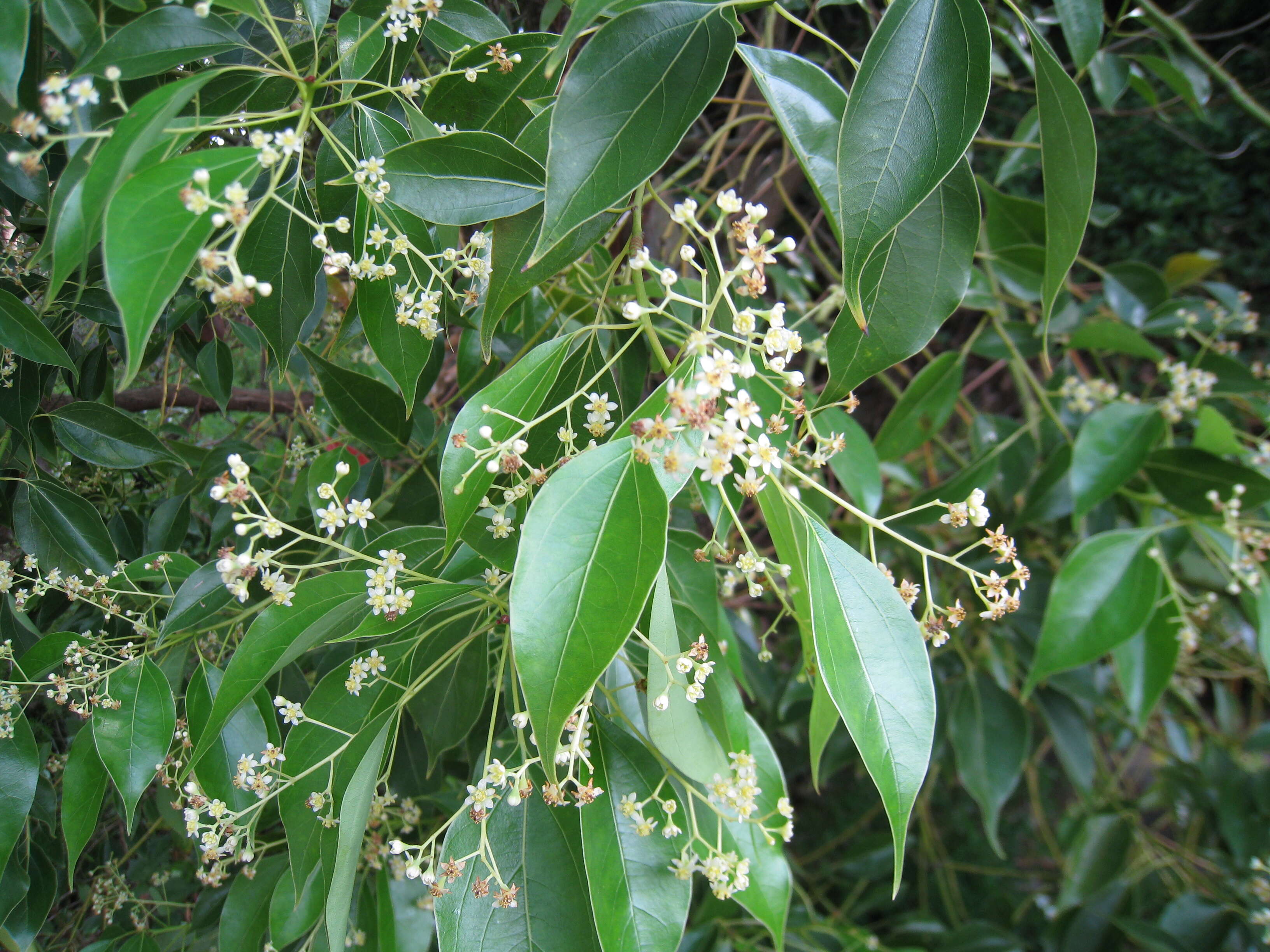 Image of Camphor laurel