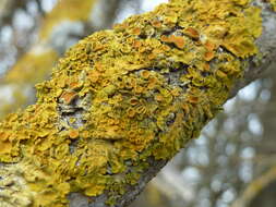 Image of orange wall lichen