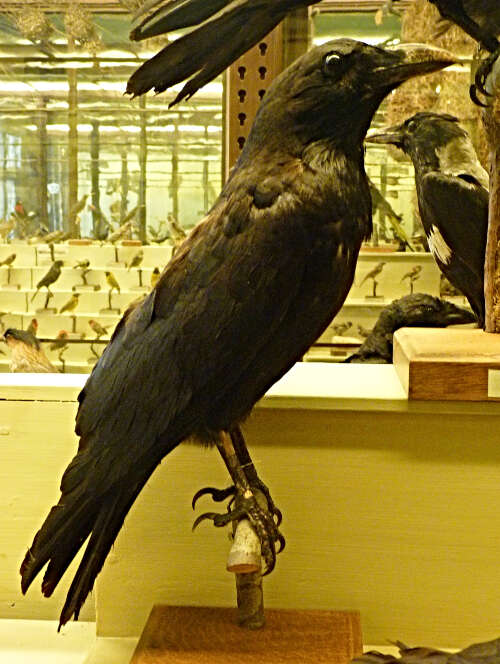 Imagem de Corvus coronoides Vigors & Horsfield 1827