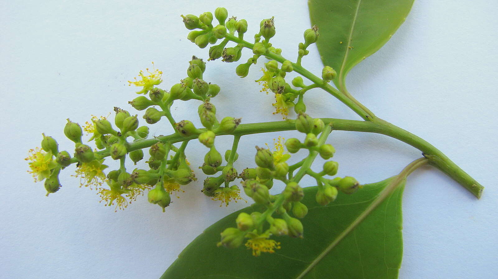 Image of Banara parviflora (A. Gray) Benth.