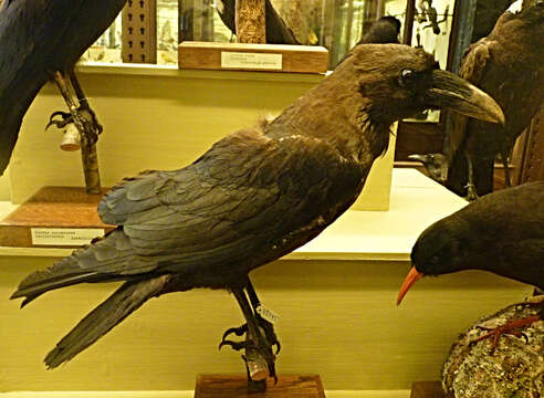 Image of Brown-necked Raven