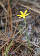 Image of fringed yellow star-grass