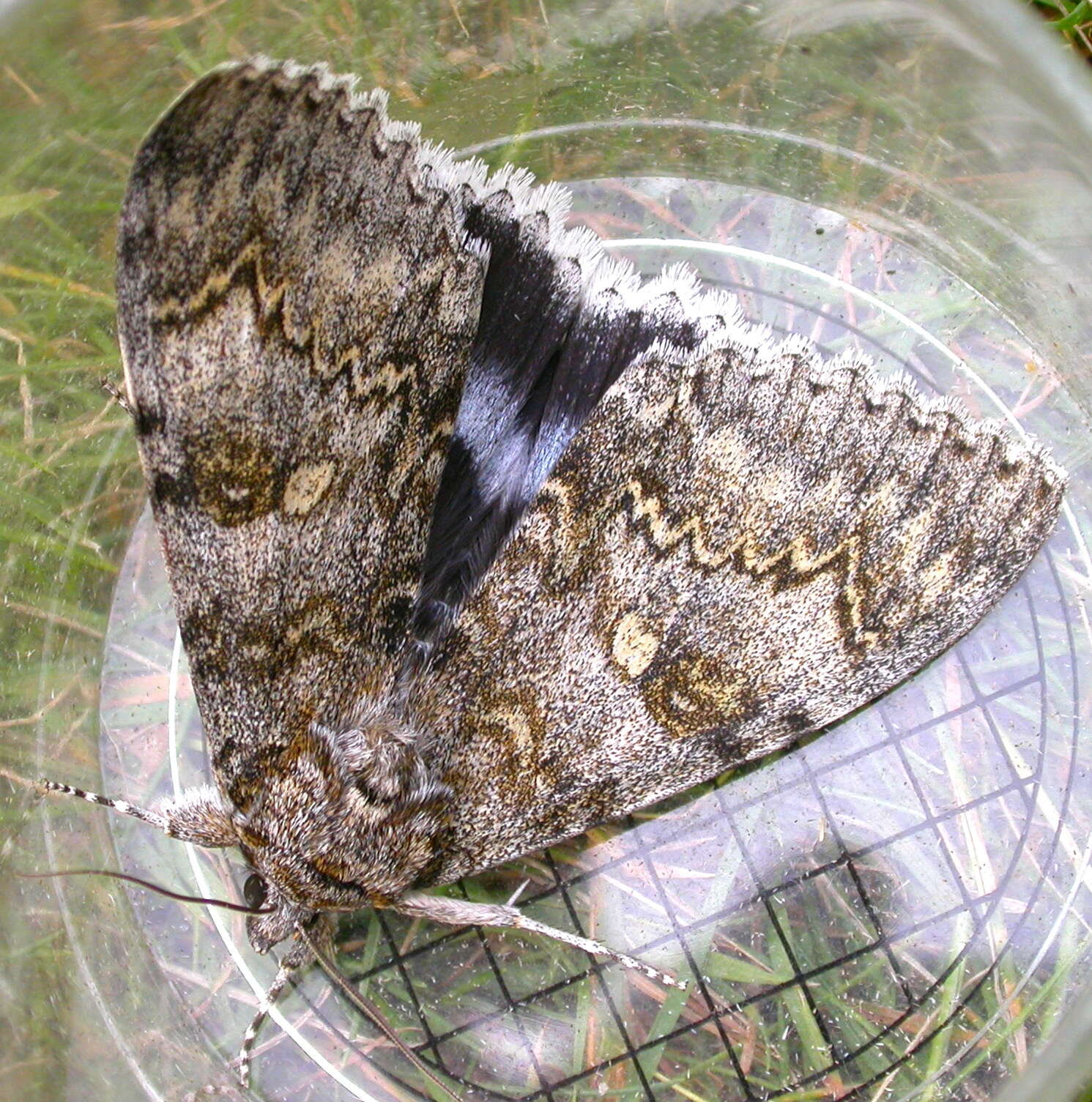 Слика од Catocala fraxini Linnaeus 1758