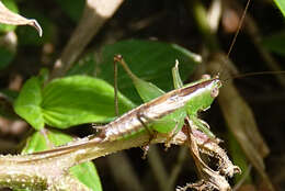 Image of Conocephalus (Anisoptera) equatorialis (Giglio-Tos 1898)