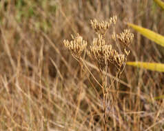 Image of Pineland Rayless-Goldenrod