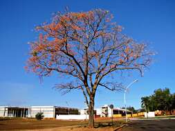 Image of Erythrina verna Vell.