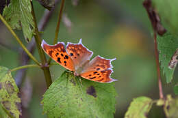 Слика од Polygonia interrogationis Fabricius 1798