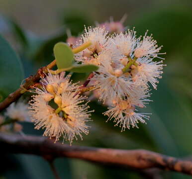 Syzygium cumini (L.) Skeels resmi