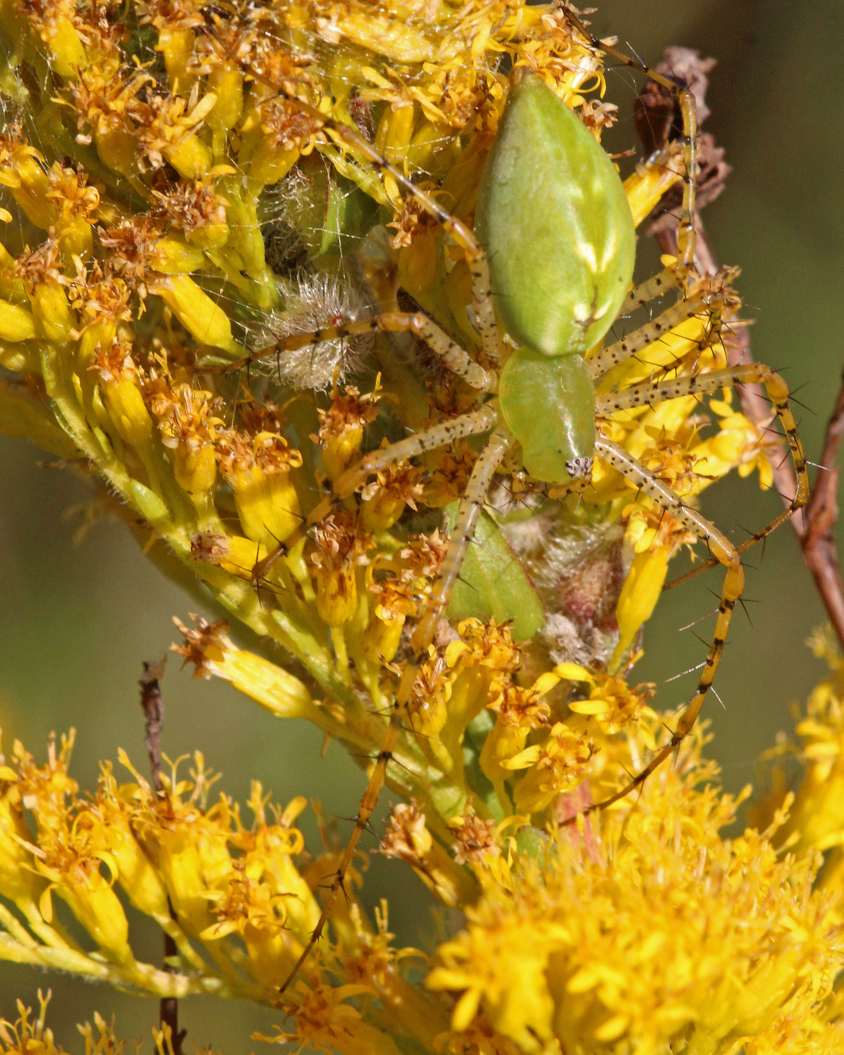 Image of Peucetia