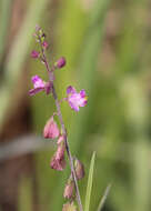 Image of showy milkwort