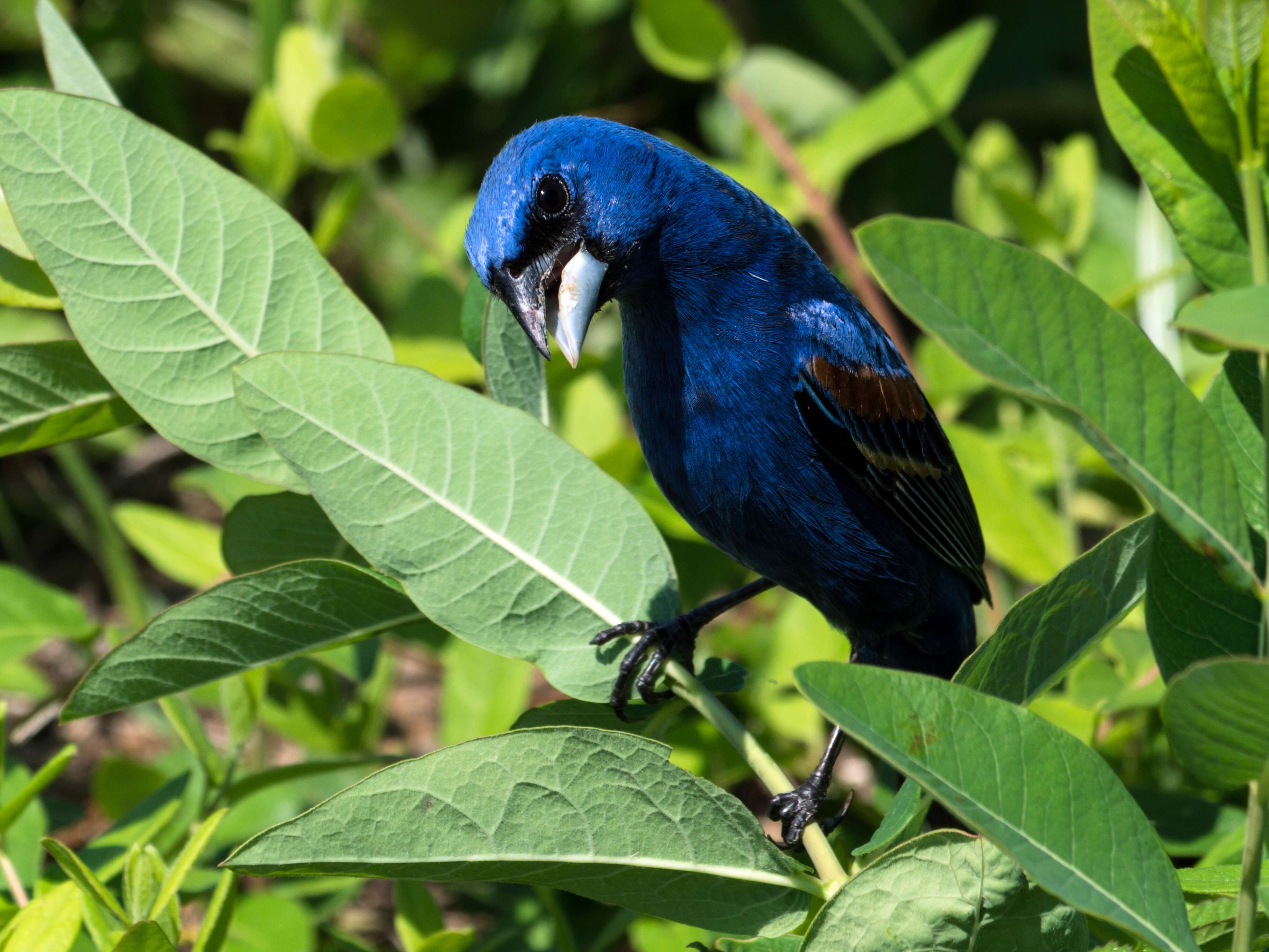 Image of Blue Grosbeak