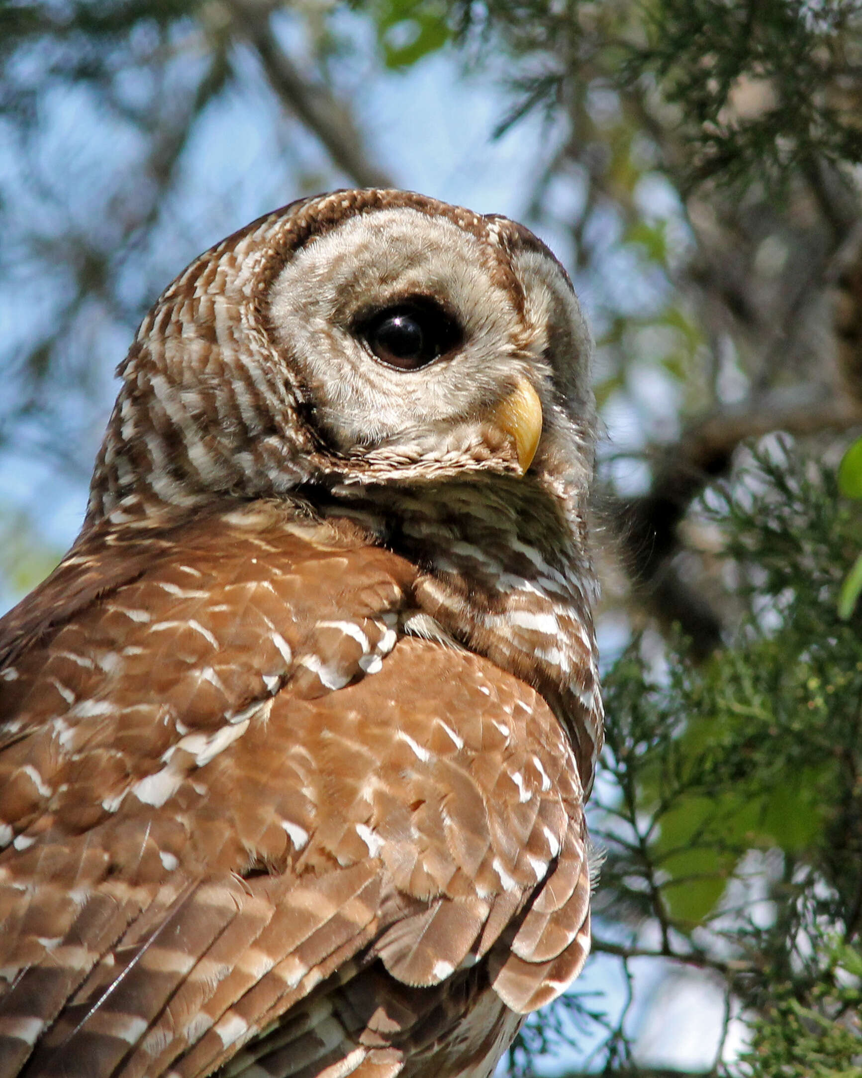 Image of Barred Owl