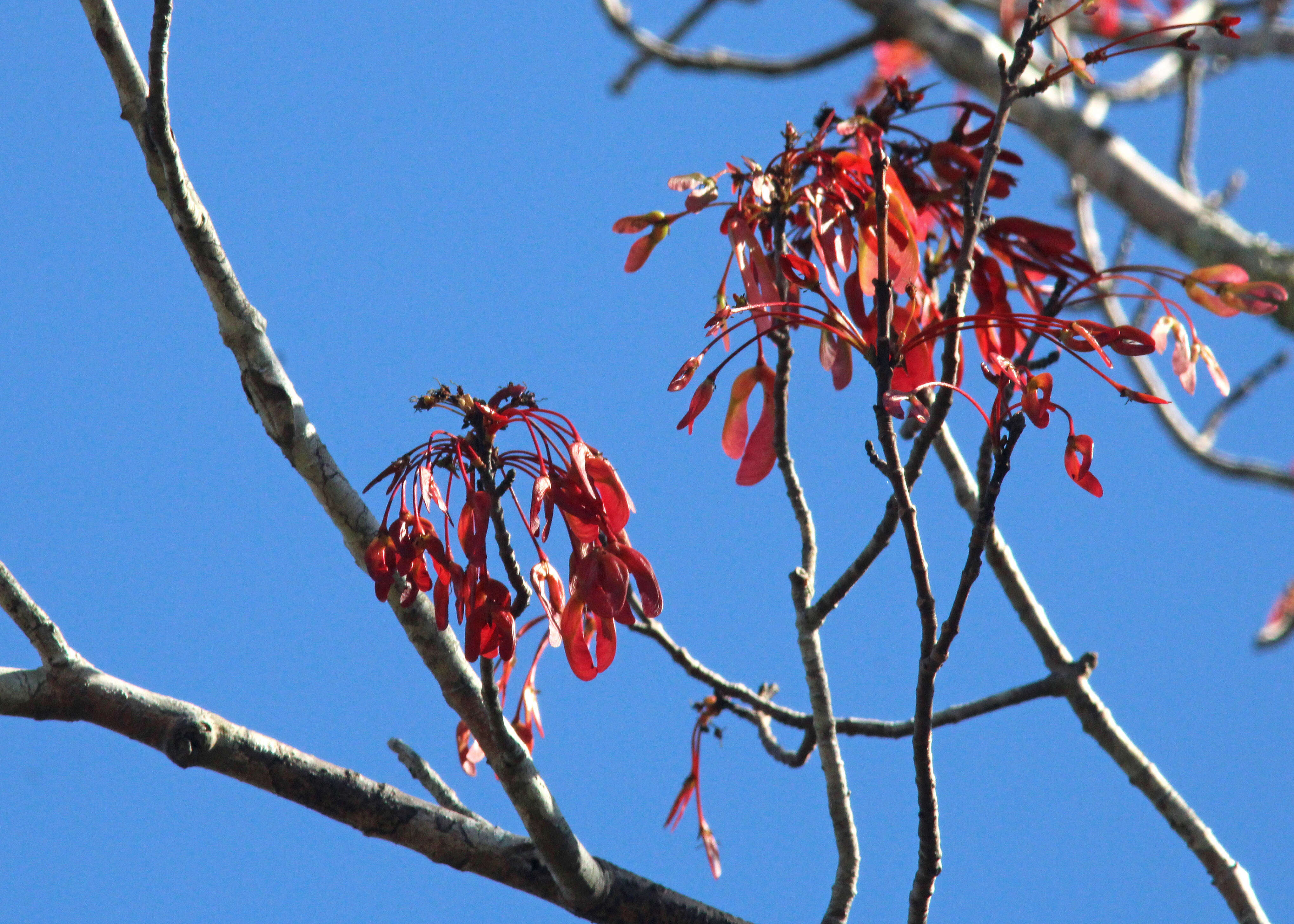 Image of Red Maple