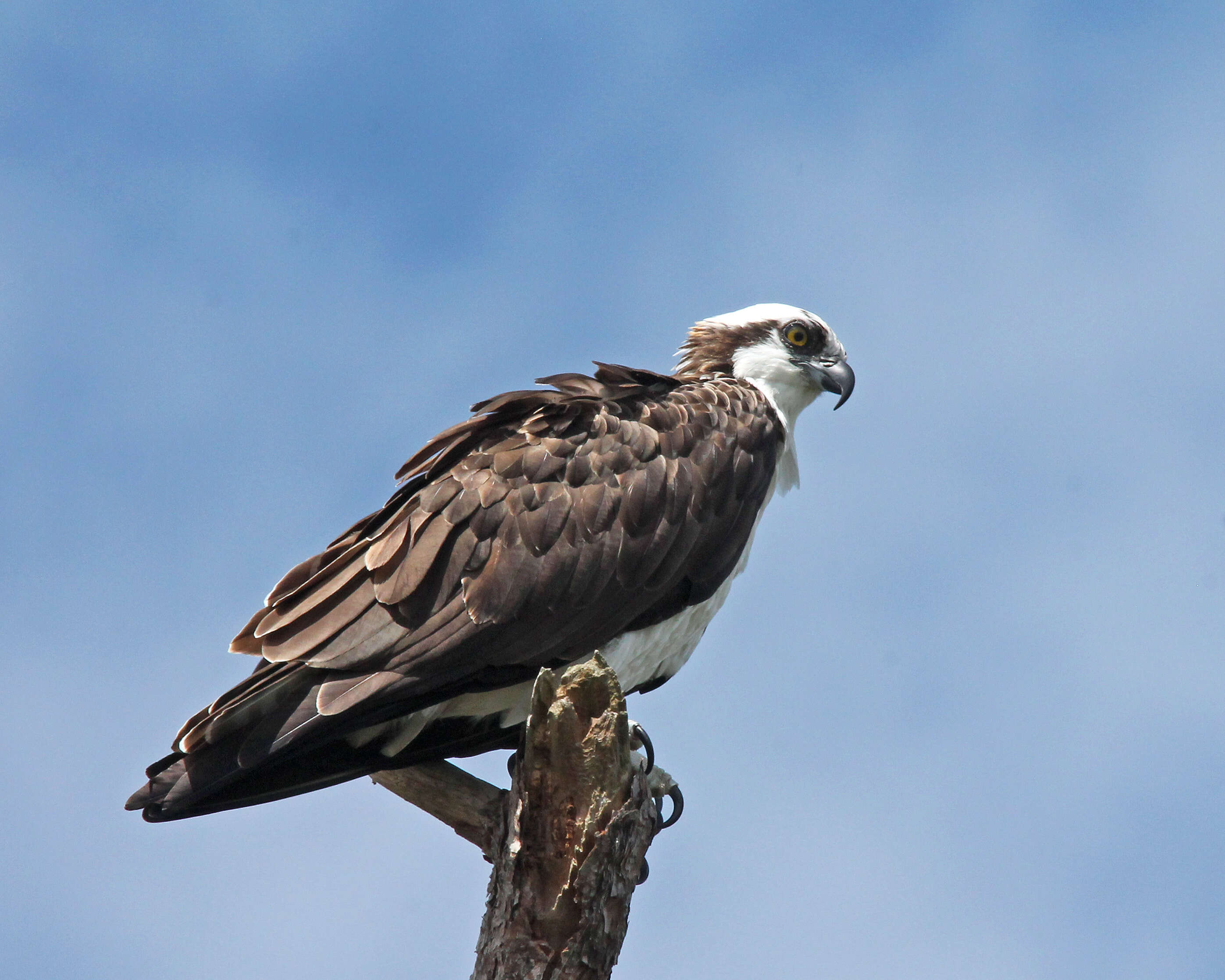 Image of ospreys