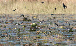 Image of Tachycineta Swallows