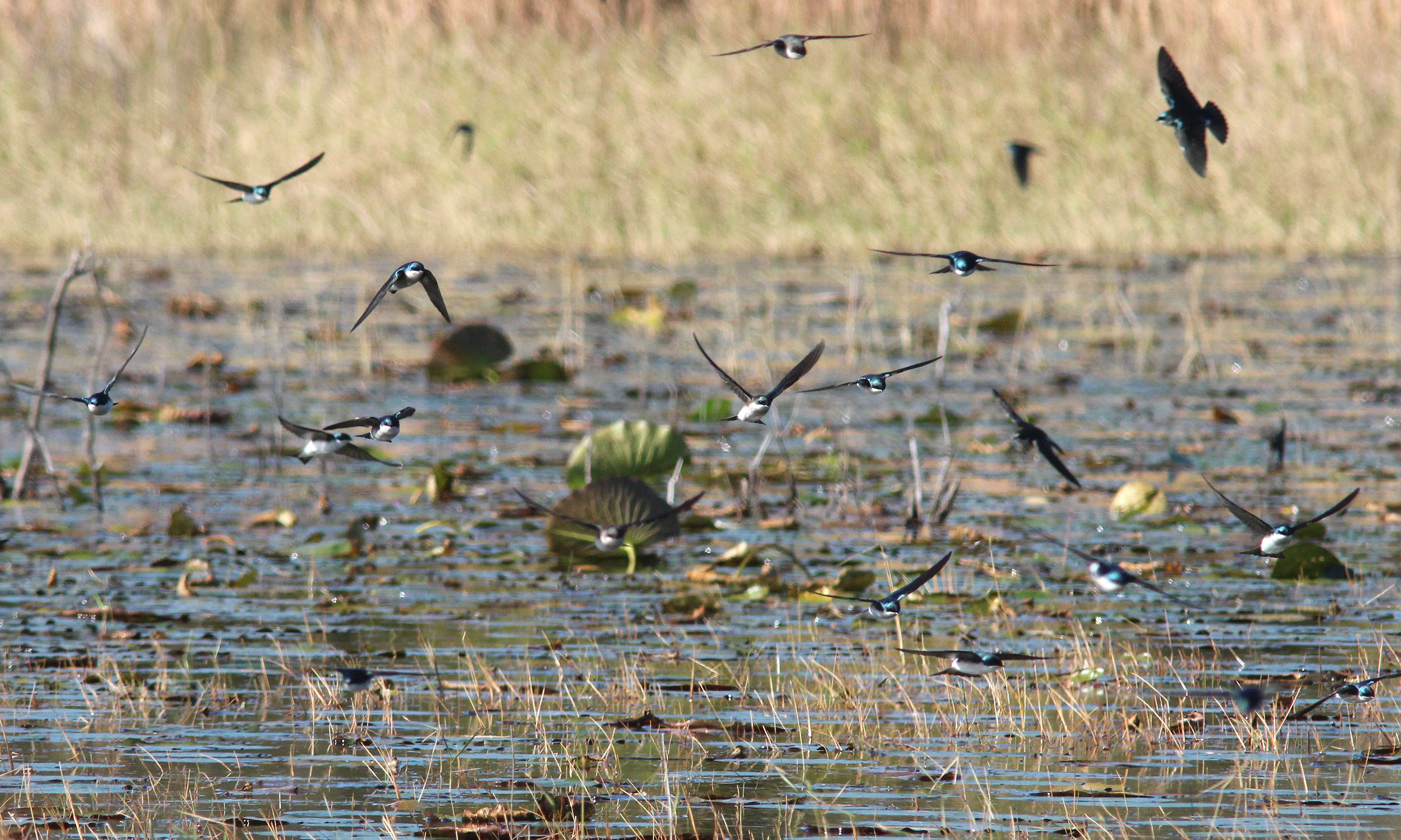 Image of Tachycineta Swallows