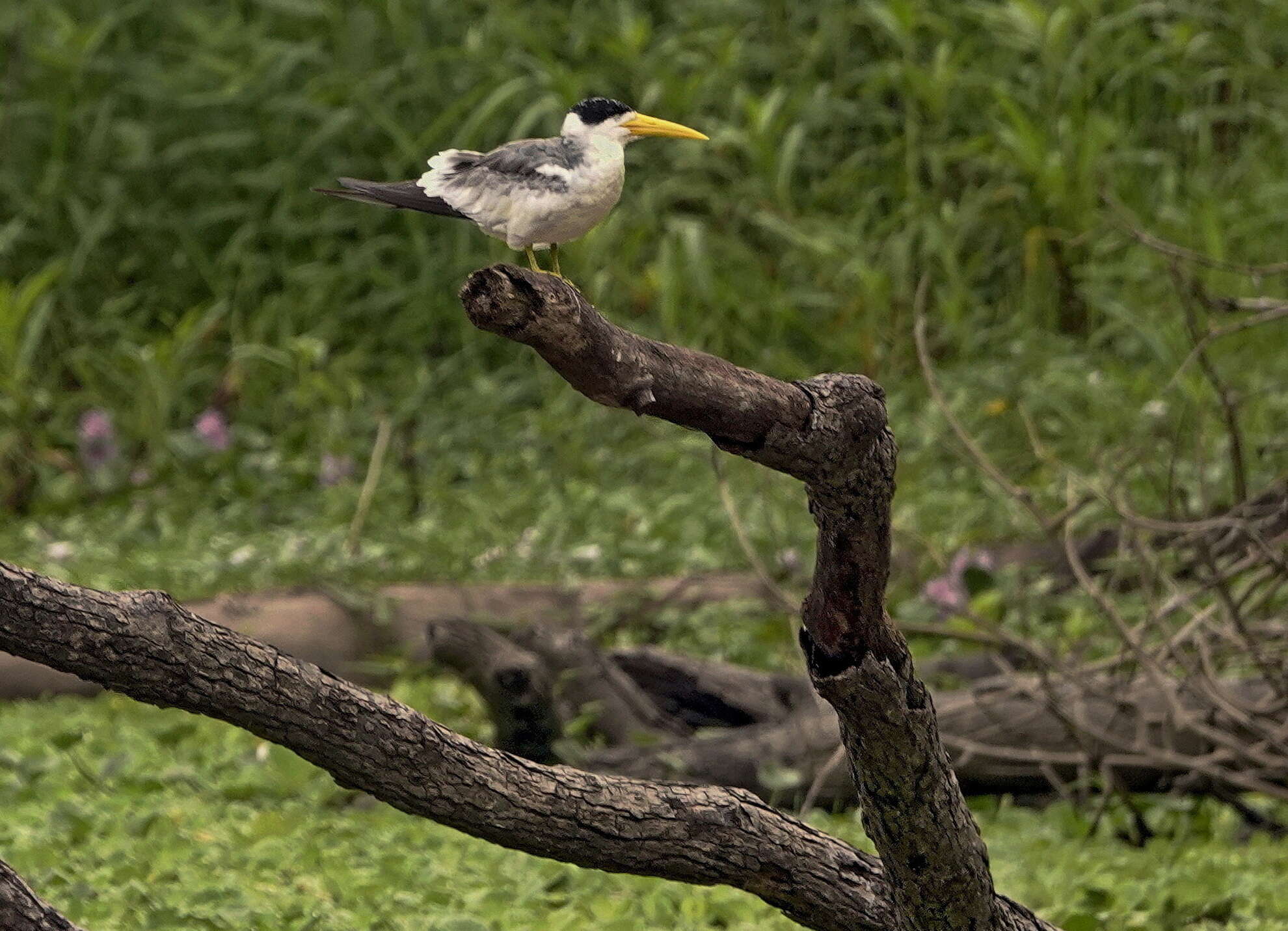 Image of Yellow-billed Tern