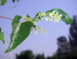 Image of queen coralbead