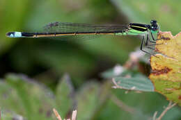 Image of Rambur's Forktail