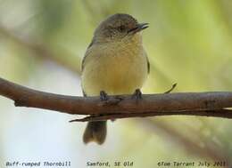 Image of Buff-rumped Thornbill