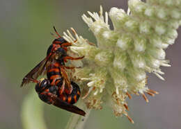 Image of Dianthidium floridiense Schwarz 1926