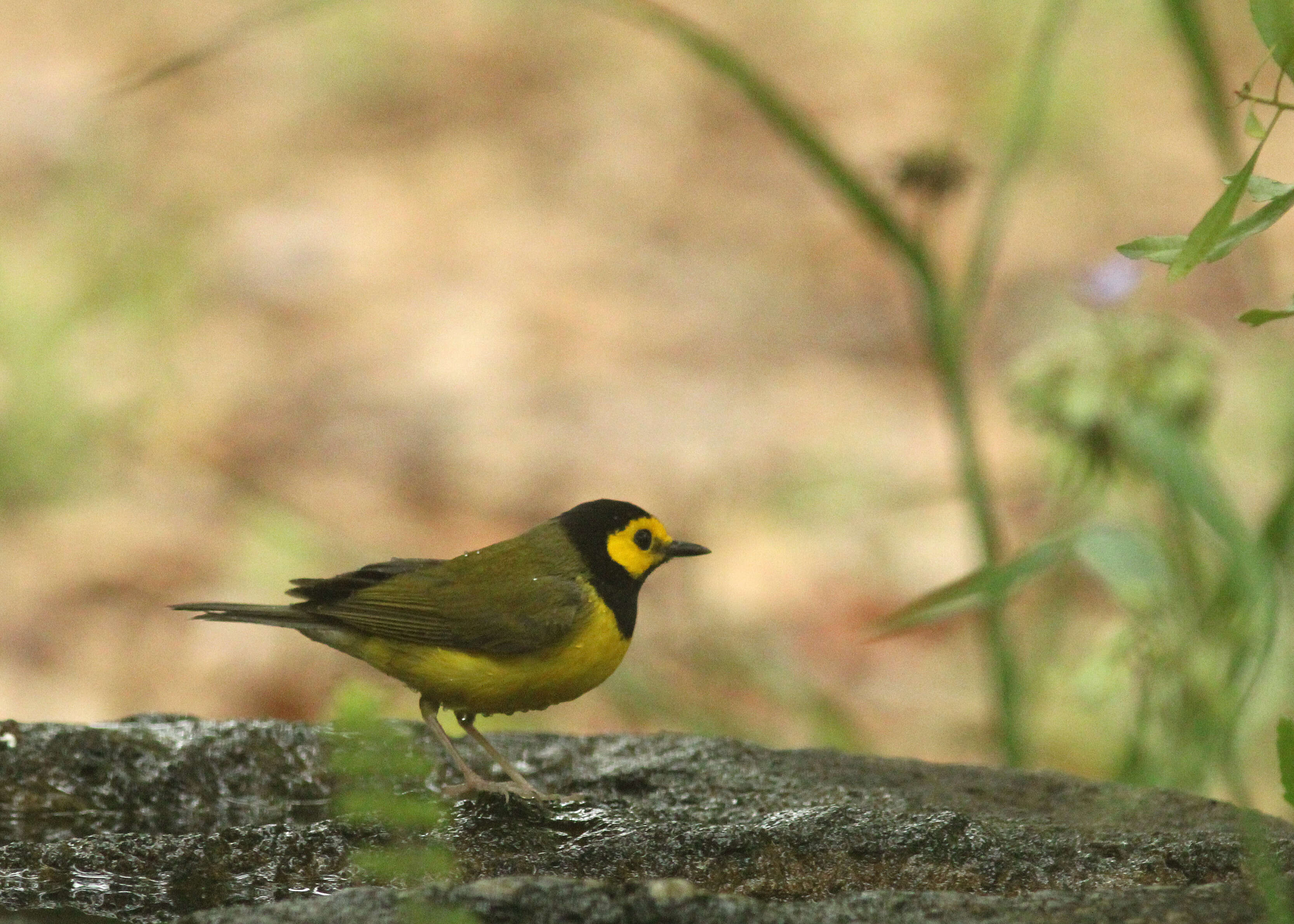 Image of Hooded Warbler