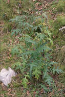 Image of tall globethistle