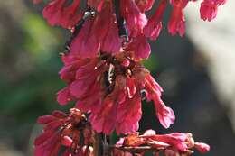 Imagem de Prunus campanulata Maxim.