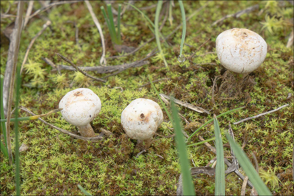 Image of Tulostoma brumale Pers. 1794