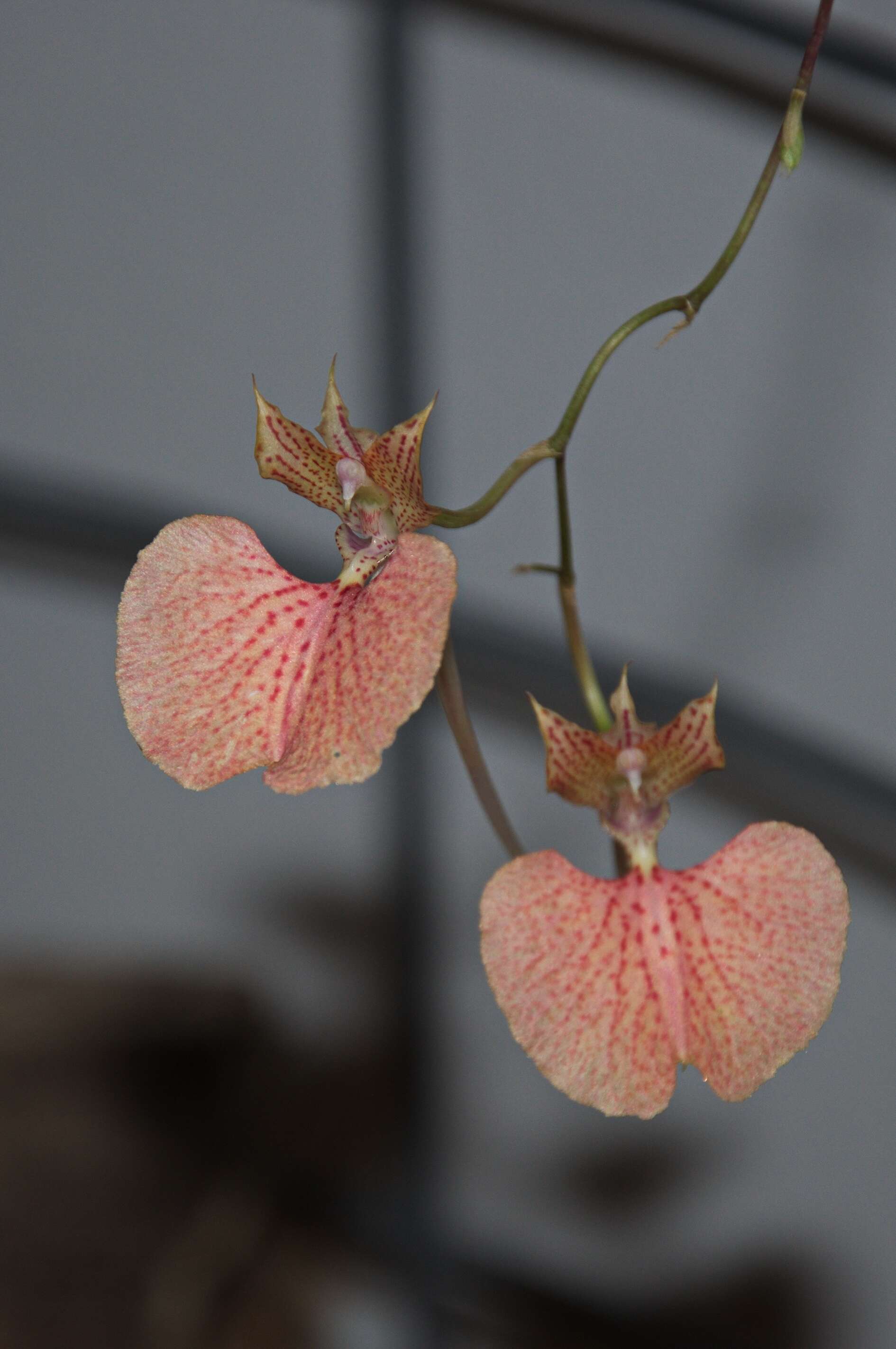 Plancia ëd Comparettia speciosa × Comparettia macroplecton