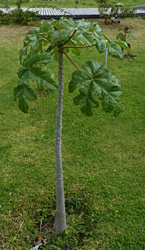 Image of Mountain papaya