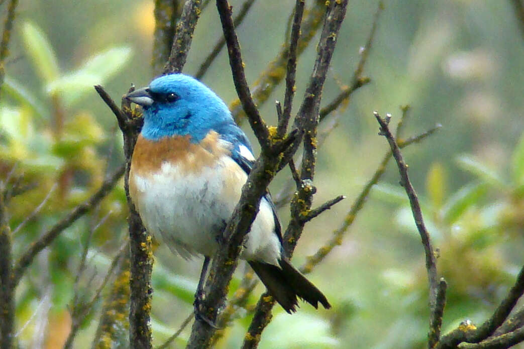 Image of Lazuli Bunting