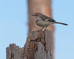 Image of Northern Mockingbird