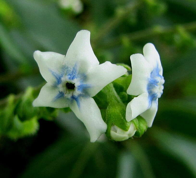 Cynoglossum coelestinum Lindl. resmi