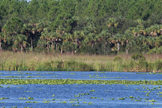 Image of Cabbage Palm