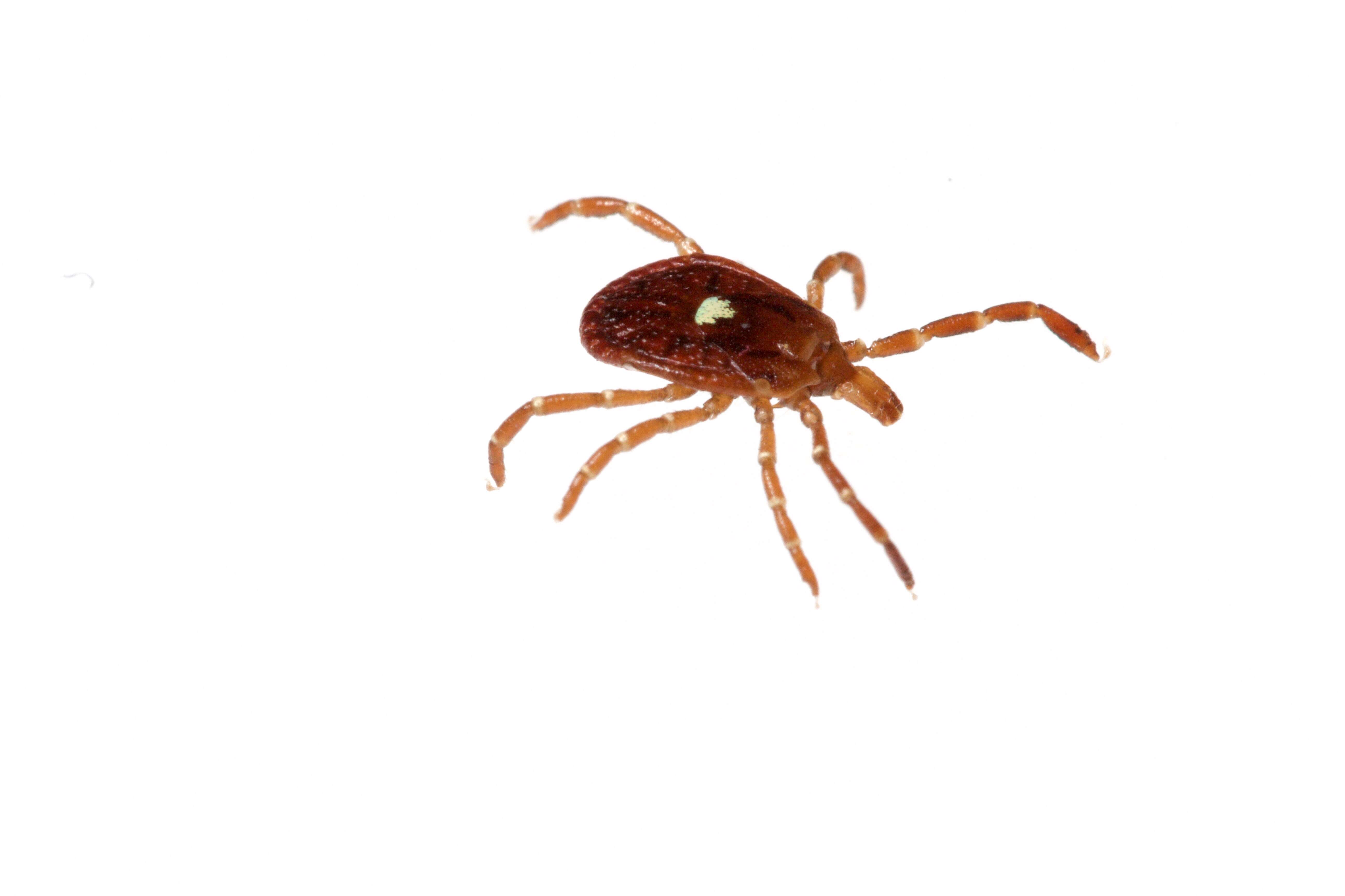 Image of Lone Star Tick