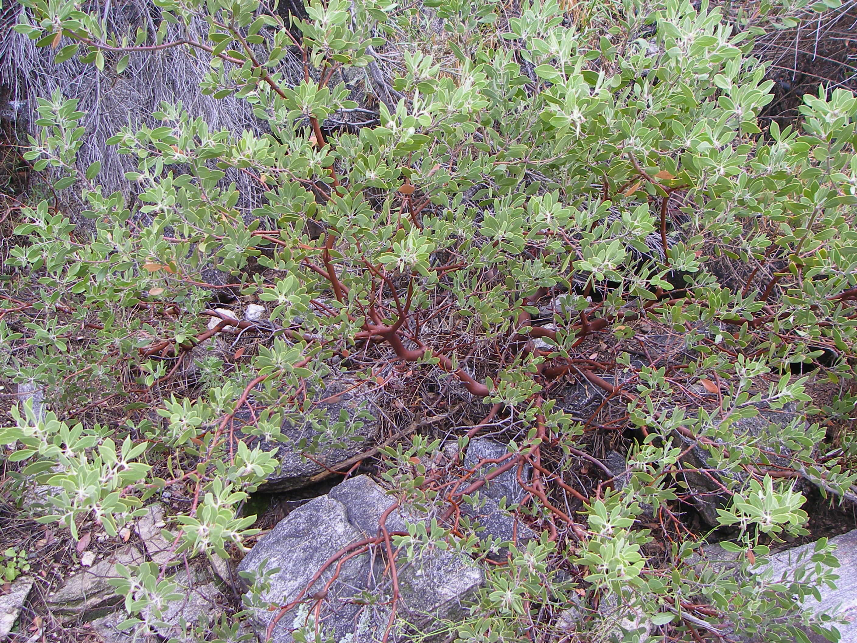 Image of pointleaf manzanita