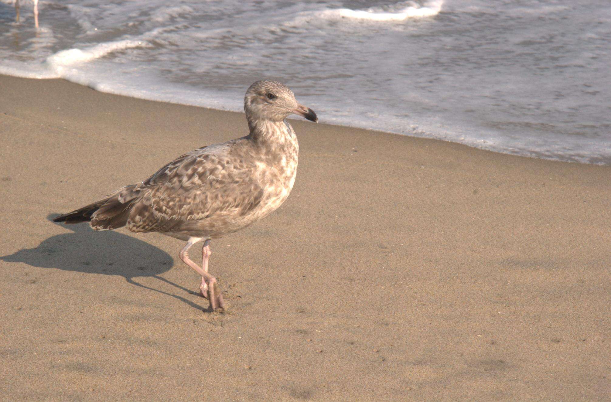 Image of European Herring Gull