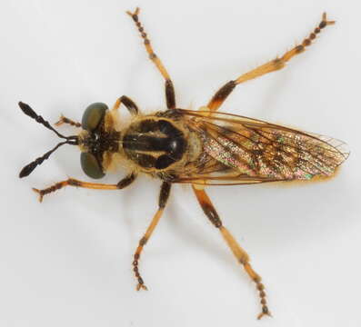 Image of Ceraturgus aurulentus (Fabricius 1805)