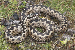 Imagem de Vipera berus (Linnaeus 1758)