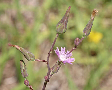 صورة Lactuca graminifolia Michx.